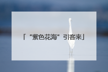 “紫色花海”引客来