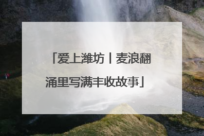 爱上潍坊丨麦浪翻涌里写满丰收故事