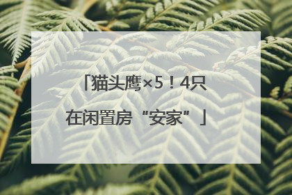 猫头鹰×5！4只在闲置房“安家”