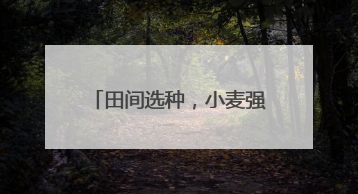 田间选种，小麦强“芯”！“青农6号”保守产量亩均750公斤以上