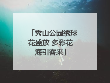 秀山公园绣球花盛放 多彩花海引客来