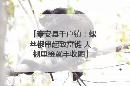 秦安县千户镇：螺丝椒串起致富链 大棚里绘就丰收图