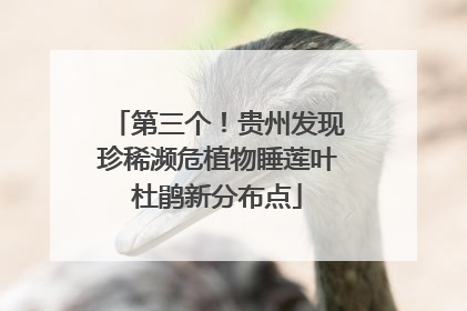 第三个！贵州发现珍稀濒危植物睡莲叶杜鹃新分布点