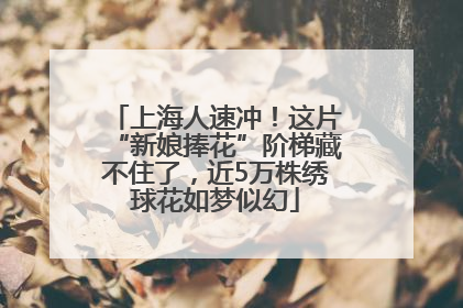 上海人速冲！这片“新娘捧花”阶梯藏不住了，近5万株绣球花如梦似幻