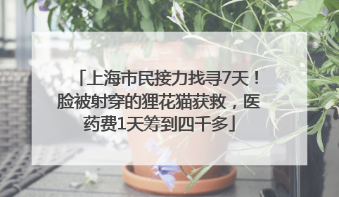 上海市民接力找寻7天！脸被射穿的狸花猫获救，医药费1天筹到四千多