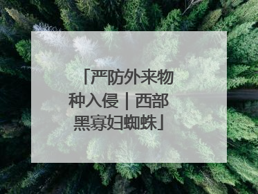 严防外来物种入侵｜西部黑寡妇蜘蛛