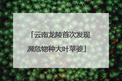 云南龙陵首次发现濒危物种大叶苹婆