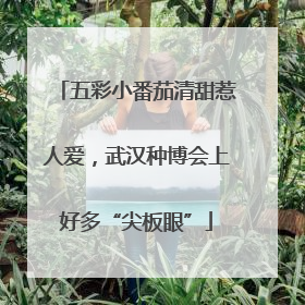五彩小番茄清甜惹人爱，武汉种博会上好多“尖板眼”
