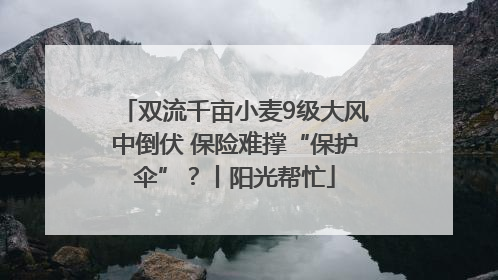 双流千亩小麦9级大风中倒伏 保险难撑“保护伞”？丨阳光帮忙