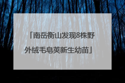 南岳衡山发现8株野外绒毛皂荚新生幼苗