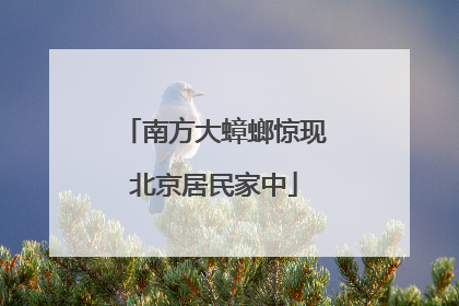 南方大蟑螂惊现北京居民家中
