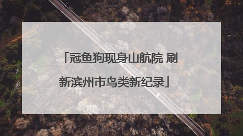 冠鱼狗现身山航院 刷新滨州市鸟类新纪录