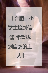 合肥一小学生捡到信鸽 希望找到信鸽的主人