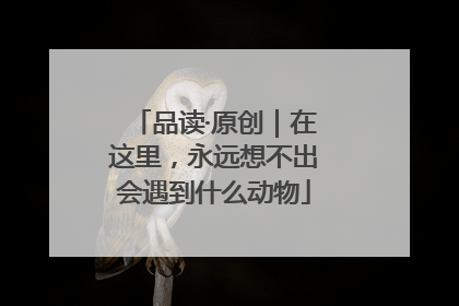 品读·原创｜在这里，永远想不出会遇到什么动物