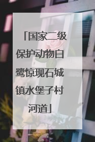 国家二级保护动物白鹭惊现石城镇水堡子村河道