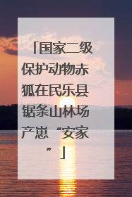 国家二级保护动物赤狐在民乐县锯条山林场产崽“安家”