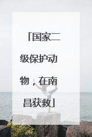 国家二级保护动物，在南昌获救