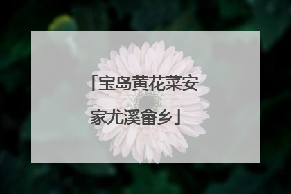 宝岛黄花菜安家尤溪畲乡