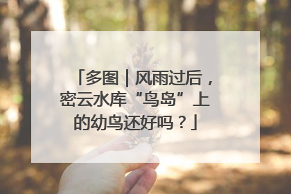 多图｜风雨过后，密云水库“鸟岛”上的幼鸟还好吗？