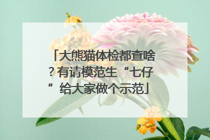 大熊猫体检都查啥？有请模范生“七仔”给大家做个示范