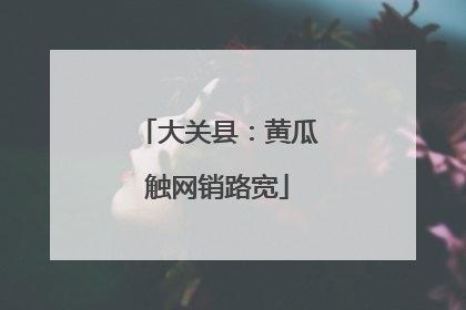 大关县：黄瓜触网销路宽