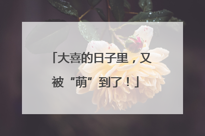 大喜的日子里，又被“萌”到了！