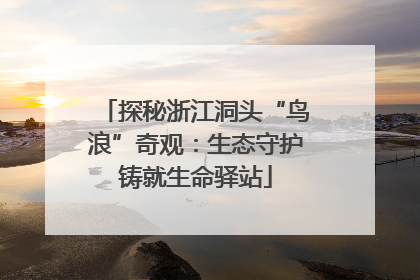 探秘浙江洞头“鸟浪”奇观:生态守护铸就生命驿站