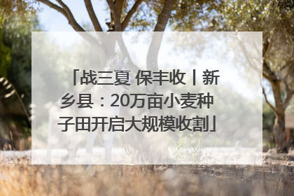 战三夏 保丰收丨新乡县：20万亩小麦种子田开启大规模收割