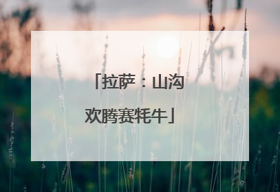 拉萨：山沟欢腾赛牦牛