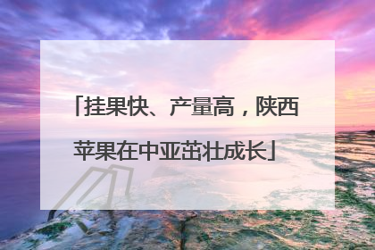挂果快、产量高，陕西苹果在中亚茁壮成长