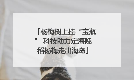 杨梅树上挂“宝瓶” 科技助力定海晚稻杨梅走出海岛