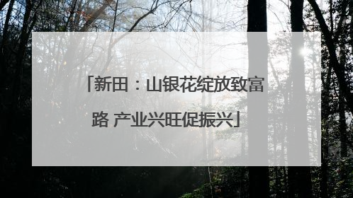 新田：山银花绽放致富路 产业兴旺促振兴