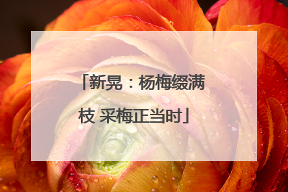 新晃：杨梅缀满枝 采梅正当时