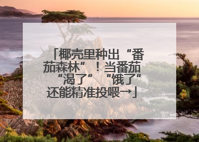 椰壳里种出“番茄森林”！当番茄“渴了”“饿了”还能精准投喂→