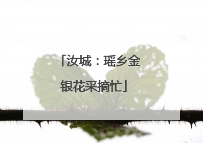汝城：瑶乡金银花采摘忙
