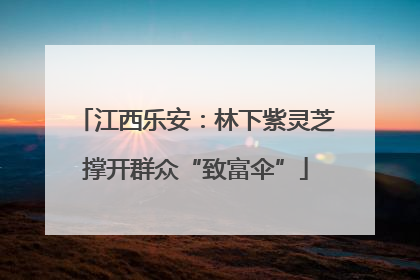 江西乐安：林下紫灵芝撑开群众“致富伞”
