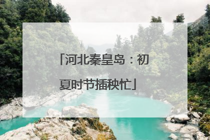 河北秦皇岛：初夏时节插秧忙