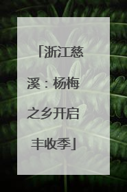 浙江慈溪：杨梅之乡开启丰收季