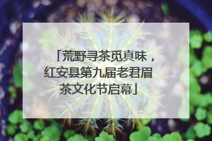 荒野寻茶觅真味，红安县第九届老君眉茶文化节启幕