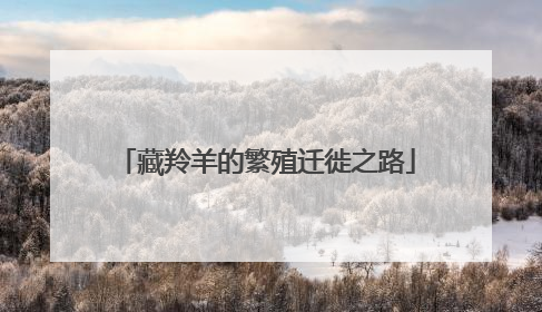 藏羚羊的繁殖迁徙之路
