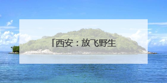 西安：放飞野生鸟类回归自然