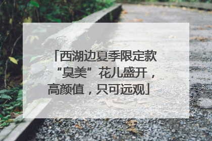 西湖边夏季限定款“臭美”花儿盛开，高颜值，只可远观