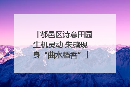 鄠邑区诗意田园生机灵动 朱鹮现身“曲水稻香”