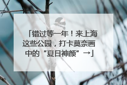 错过等一年！来上海这些公园，打卡莫奈画中的“夏日神颜”→