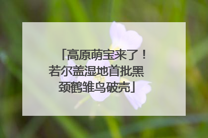 高原萌宝来了！若尔盖湿地首批黑颈鹤雏鸟破壳