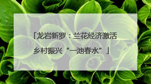 龙岩新罗：兰花经济激活乡村振兴“一池春水”