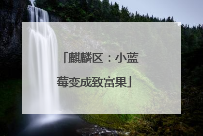 麒麟区：小蓝莓变成致富果
